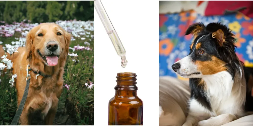 florais-para-cachorros