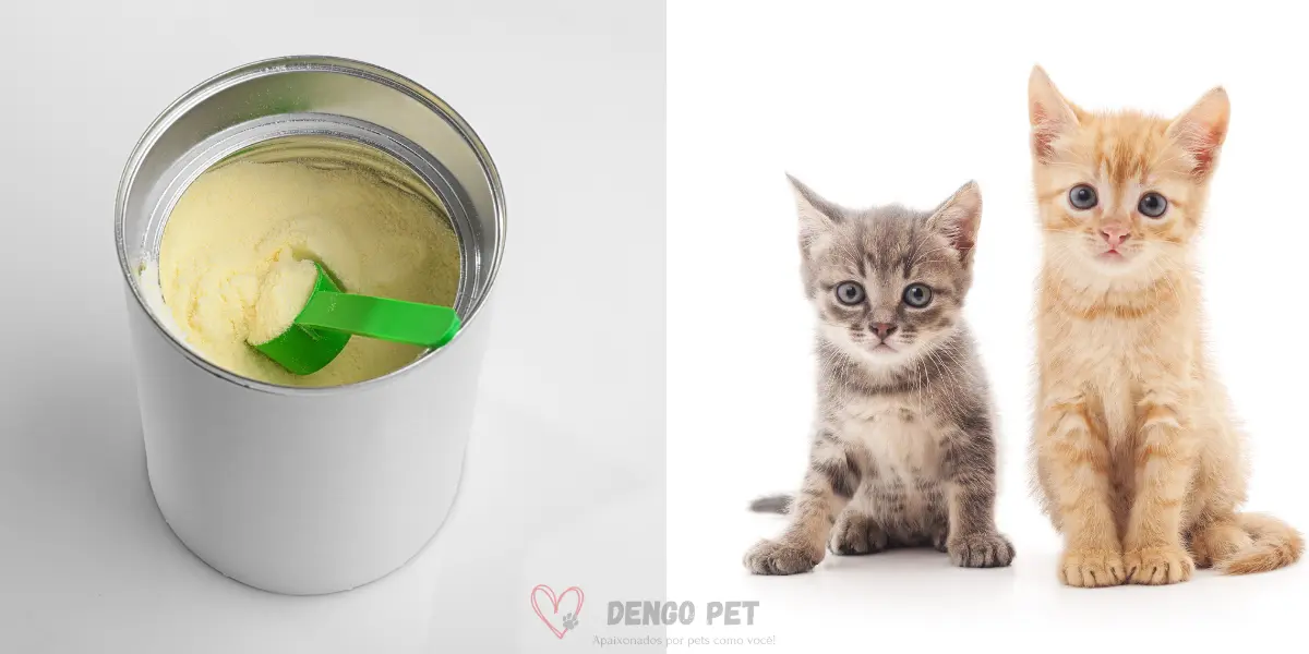 Guia Essencial: Alimentação com Leite em Pó para Gatos Filhotes - DengoPet