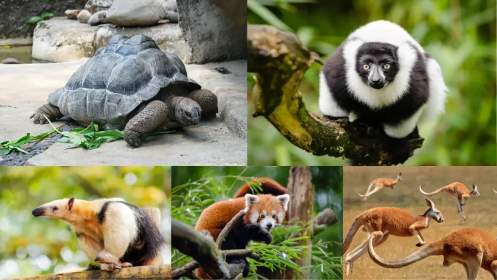 especies endemicas