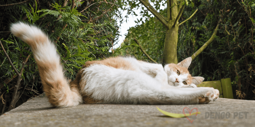 Linguagem rabo gato
