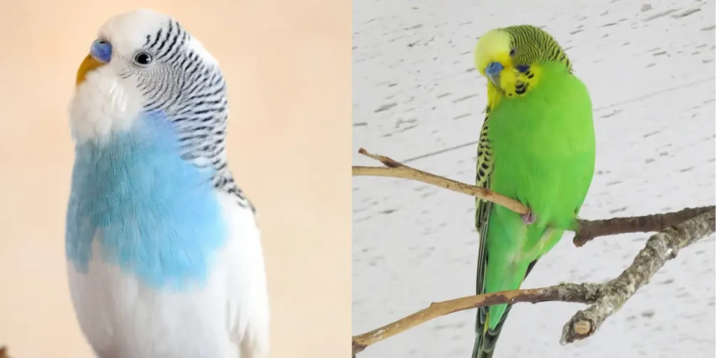 Nomes criativos para seu periquito australiano