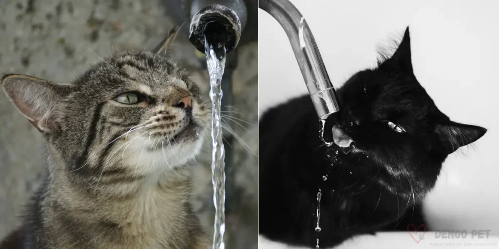 gatos preferem agua corrente