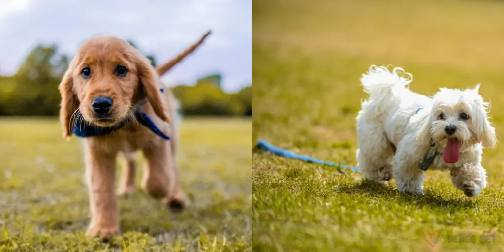 passear com cachorro filhote