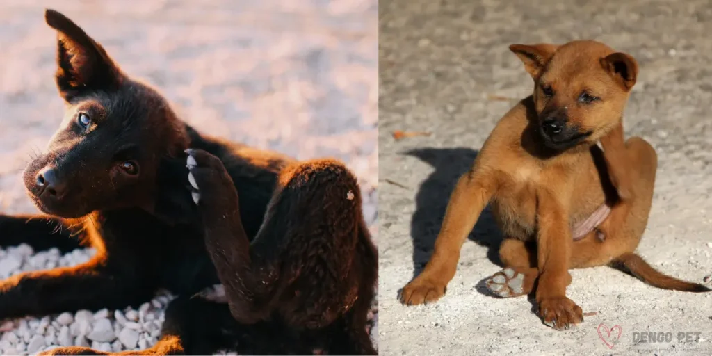pulgas em cachorro