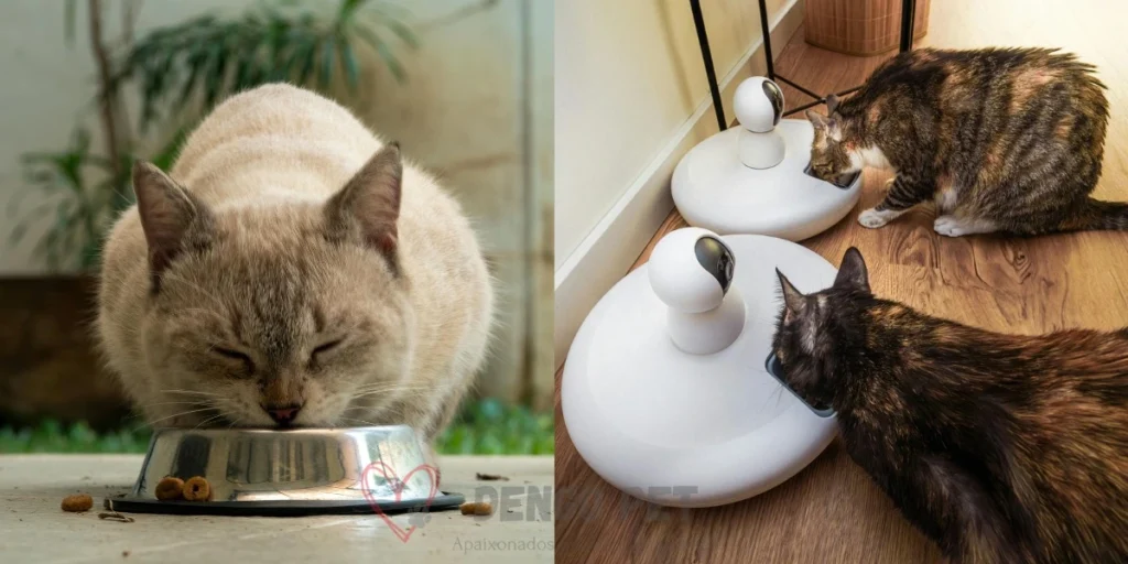 Gatos Comendo