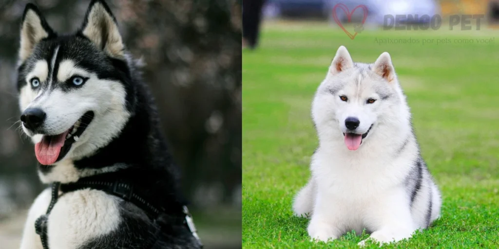 Husky Siberiano