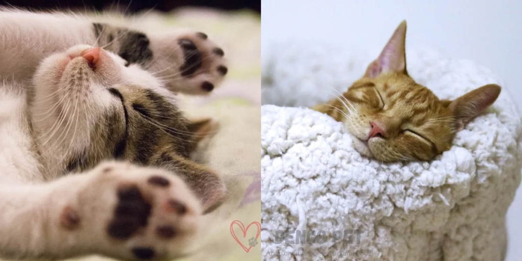 gatos com sono