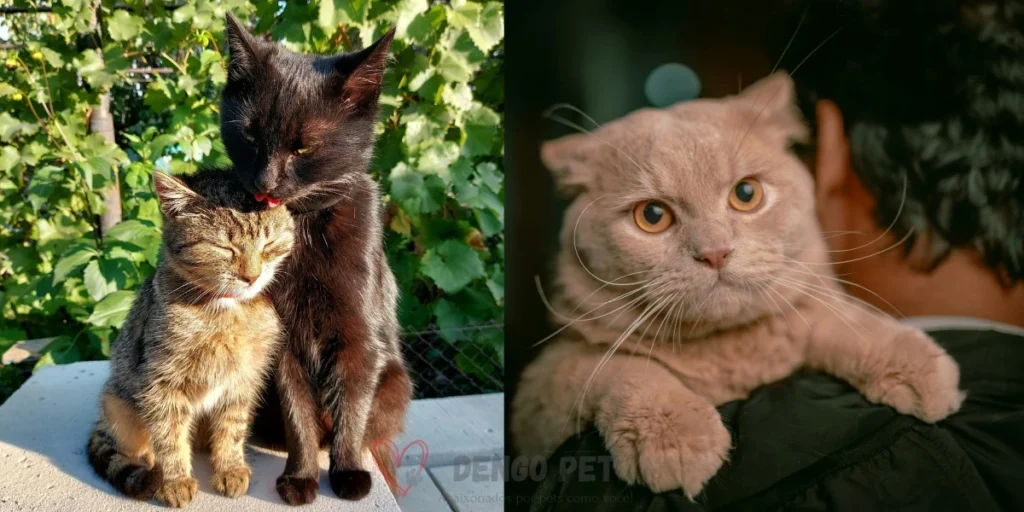gatos expressando carinho